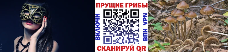 купить закладку  Голицыно  Галлюциногенные грибы GOLDEN TEACHER 